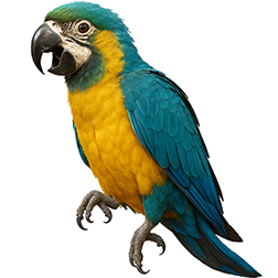 Caloshua Macaw